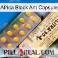 Africa Black Ant Capsule new06